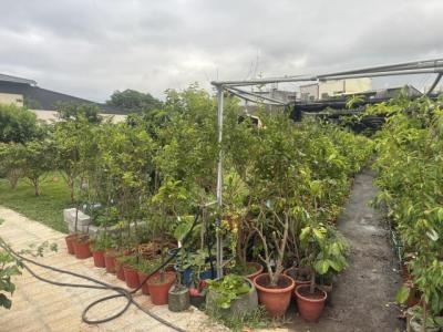 仁和路二段, 大溪區, טאו - יואן העיר 335, טיוואן