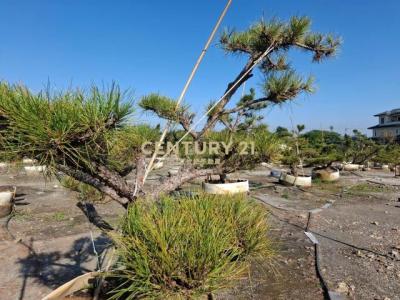 七星段, Beidou Township, Changhua County 521, 대만