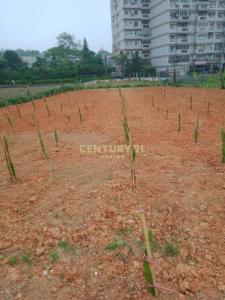 碧湖段, 龍潭區, Taoyuan 325, Taïwan