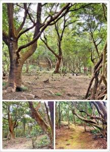 瑪陵坑段西勢面桶寮小段, Qidu Dist., קילונג עיר 206, טיוואן