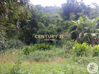 蓬菜寮段半路 店小段, Shiding Dist., نيو تايبيه 223, تايوان