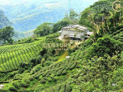 五寮巷, Чжушань, Уезд Наньтоу 557, Тайвань