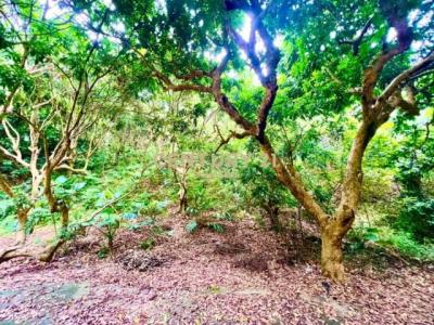 德興段, Fenyuan Township, Changhua County 502, 台湾