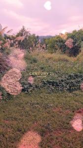 中和街二段, Xinshe Dist., Тайчжун 426, Тайвань