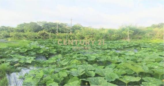 八股段, Puli Township, Nantou County 545, Taiwan