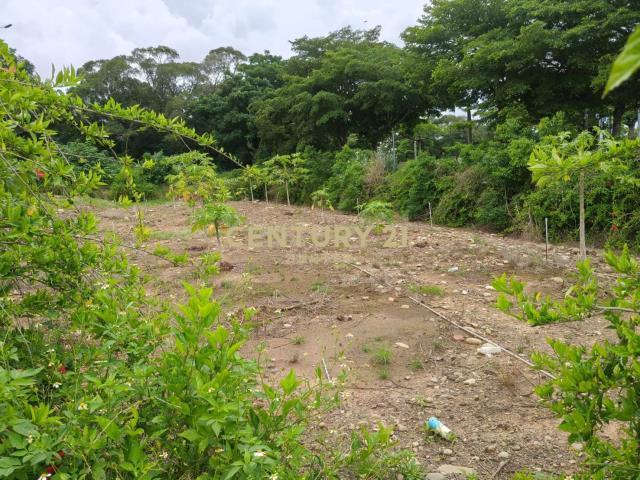 忠雅段, Daya Dist., Тайчжун 428, Тайвань