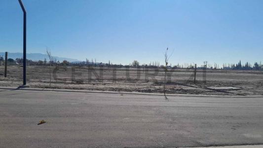 Viamonte 1100, Luján De Cuyo, Mendoza 5509, Argentina