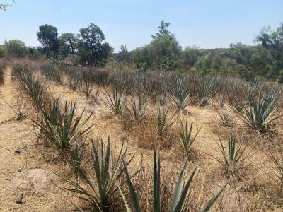 Brecha del Ingeniero 17, Zapopan, Jalisco 45221, Messico