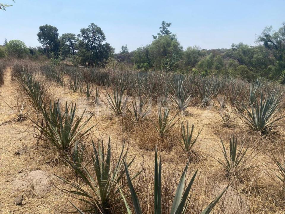 Brecha del Ingeniero 17, Zapopan, Jalisco 45221, Messico