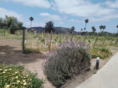 Km 10 3, Tecate, Baixa Califórnia 21530, México