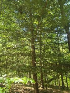 2472 Rocky Fork Road, Otway, Ohio 45657, USA