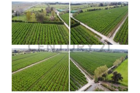 Curicó, Región Del Maule 00001, 智利