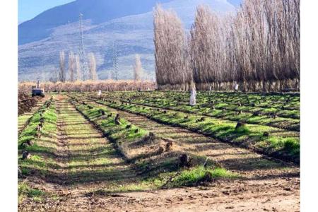 Chacabuco, Región Metropolitana de Santiago 00001, Chile