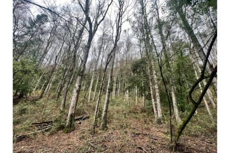 Cautín, Región De La Araucanía 00001, 智利