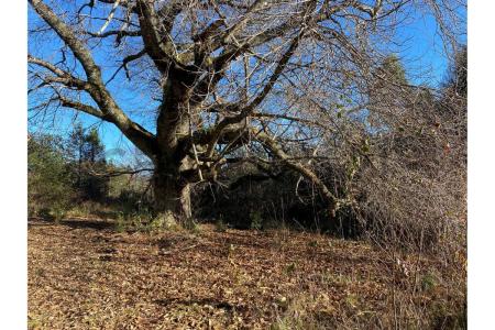 Cautín, Región De La Araucanía 00001, Chile