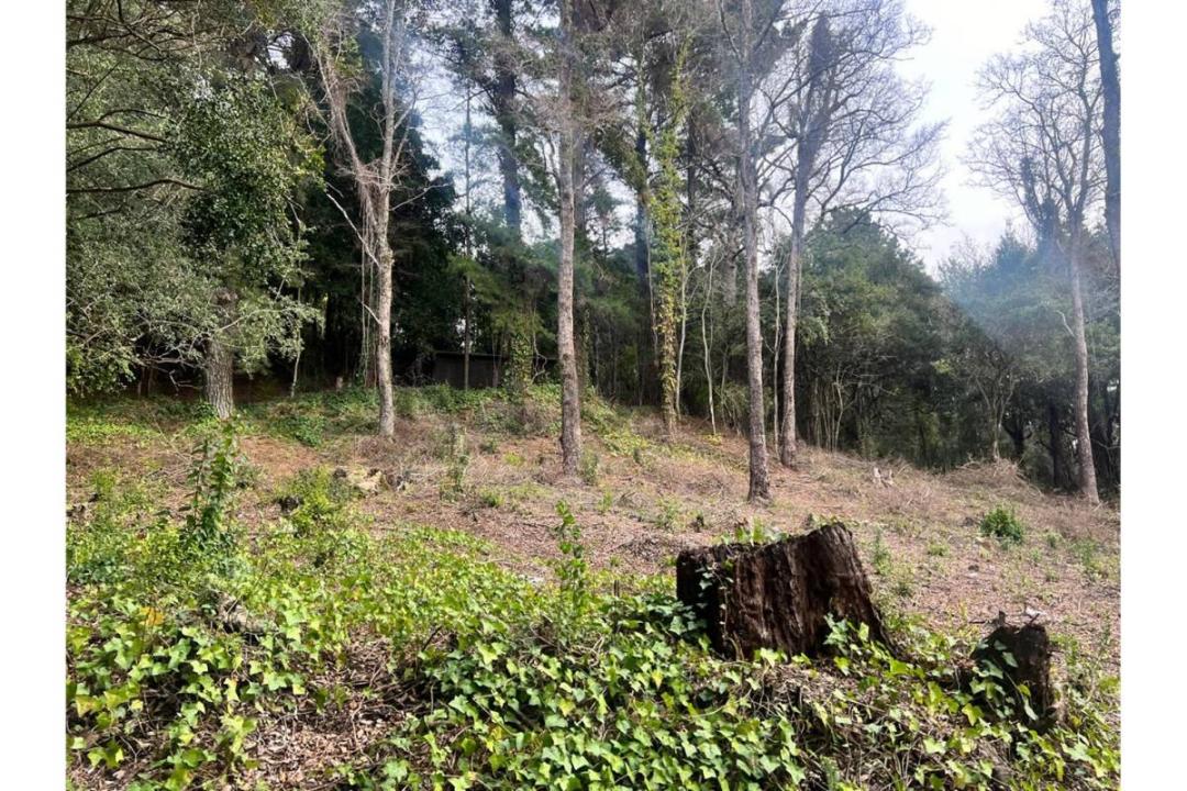 Cautín, Región De La Araucanía 00001, 智利