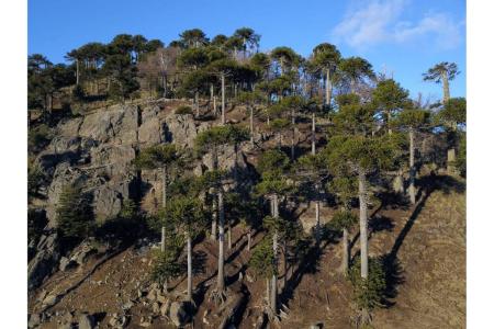 Cautín, Región De La Araucanía 00001, Chile