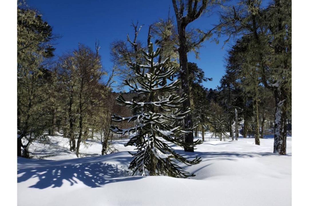 Cautín, Región De La Araucanía 00001, Chile