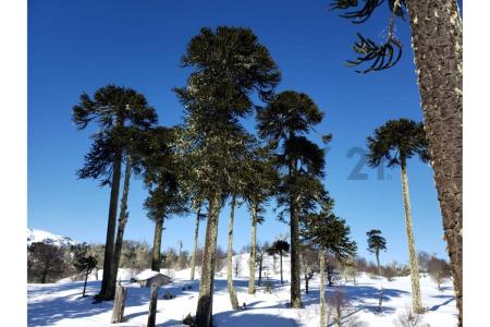 Cautín, Región De La Araucanía 00001, Chile