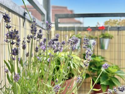 Radebeul, Sachsen 01445, Germany