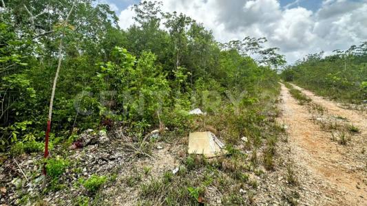 Tinaja , Cancún/Benito Juárez, Quintana Roo 77500, Mexico