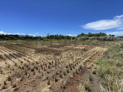 廣福段, 大溪區, 타오 위엔 335, 대만