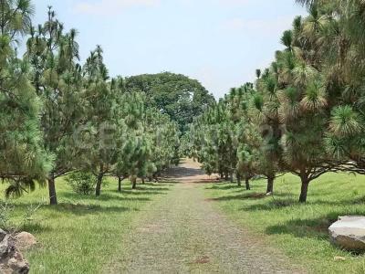 Tucán Lote 11 Mzna.01-090, Cuauhtemoc, קולימה 28501, מקסיקו 