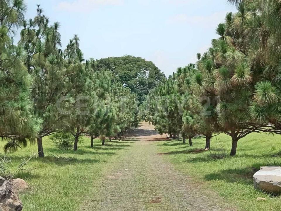 Tucán Lote 11 Mzna.01-090, Cuauhtemoc, קולימה 28501, מקסיקו