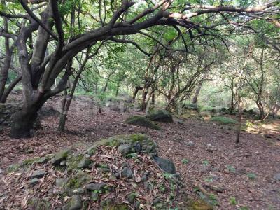 AHUEHUETE 0, Tlayacapan, ولاية موريلوس 62546, المكسيك