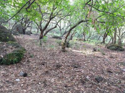 AHUEHUETE 0, Tlayacapan, ولاية موريلوس 62546, المكسيك