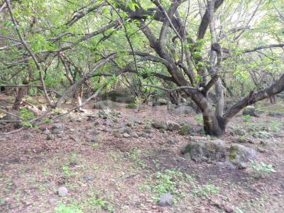 AHUEHUETE 0, Tlayacapan, ولاية موريلوس 62546, المكسيك