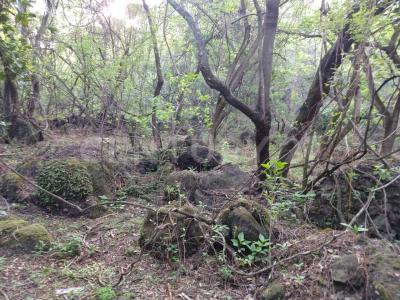 AHUEHUETE 0, Tlayacapan, ولاية موريلوس 62546, المكسيك