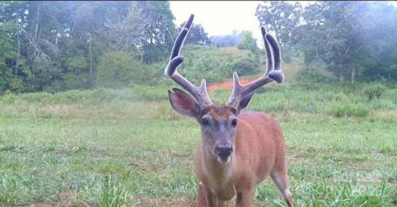 128 Cook Lane, Mills River, North Carolina 28759, Stati Uniti