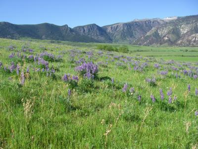 Quarter Circle Lazy B Ranch, Big Horn, Wyoming 82833