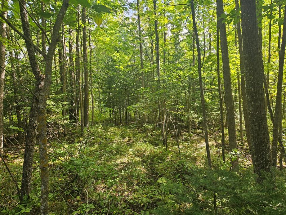 Lt 1 Blk 1 County Rd 238, Deer River, ミネソタ 56636, アメリカ合衆国