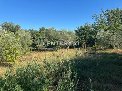 Brtonigla, Brtonigla, Istarska Županija, 克羅地亞