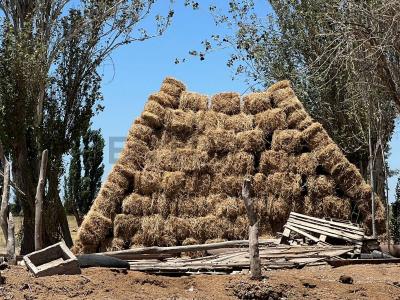 Calle Chacabuco (9 de Julio , Rawson, San Juan 5400, Argentina